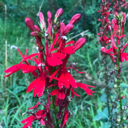 cardinal plant seeds Cardinal Flower Seeds (Lobelia cardinalis) 1000 Seeds (0.1 grams)