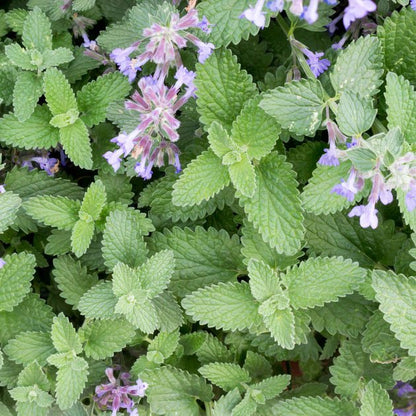 Catnip (Nepeta cataria) Organic Plant in 2.5-inch Pot