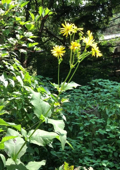 silphium plant seed Cup Plant Seeds (Silphium perfoliatum) 40 Seeds (1 grams) – Smoke Camp Crafts