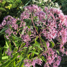 Organic Joe Pye Weed Seeds (Eutrochium fistulosum) 1000 Seeds (5 Grams) - Hollow Joe Pye Weed, Hollow-stemmed Joe-pye-Weed, Joe-Pye-Weed, Purple Thoroughwort, Queen of The Meadow, Trumpetweed