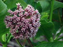Milkweed, common Seeds (Asclepias syriaca L) 100 Seeds (1 grams) - Organic