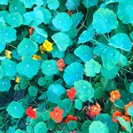 Nasturtium, Tall Single Blend Seeds (Tropaeolum majus) 100 Seeds (14 grams)