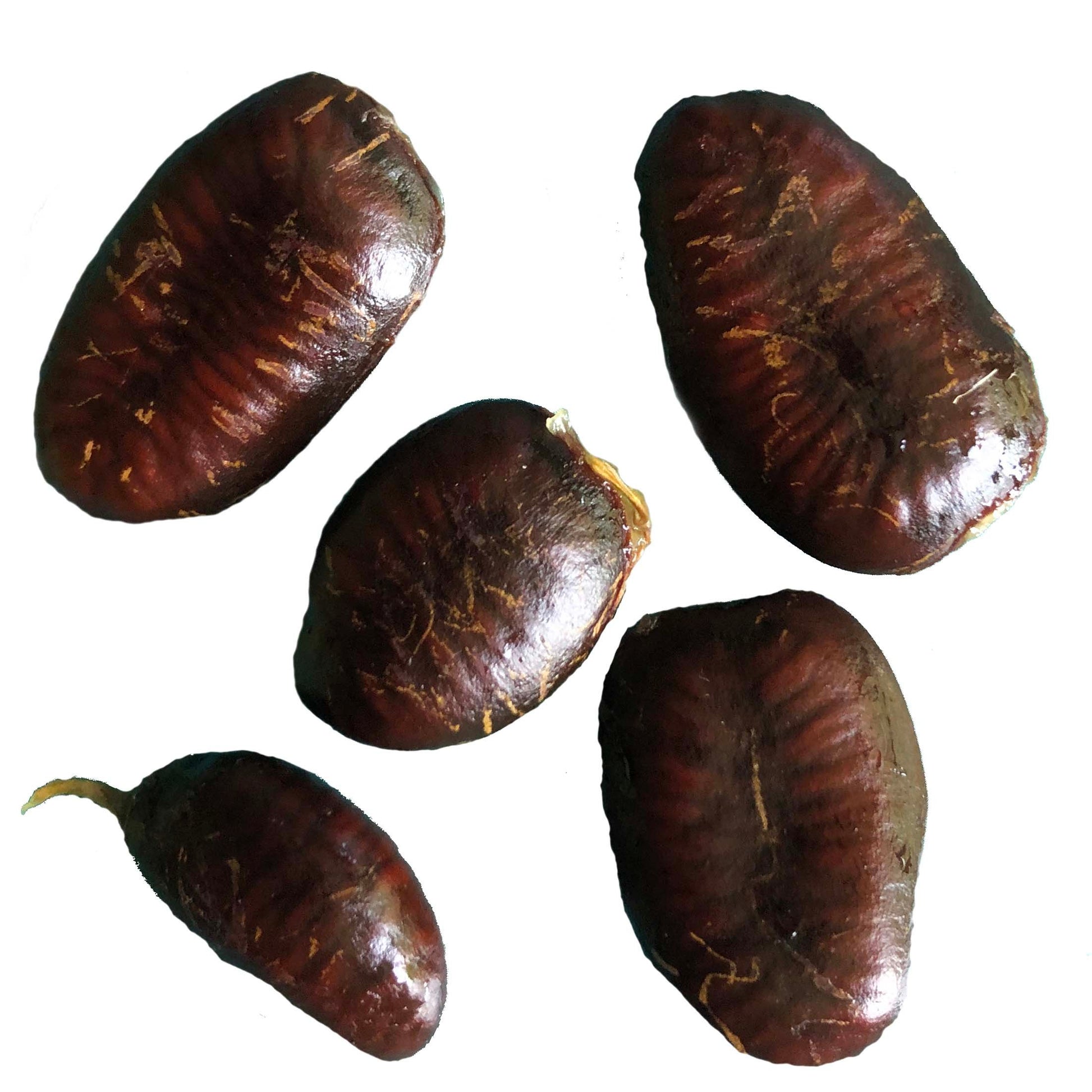 Pawpaw Seeds (Asimina triloba) 5 Seeds (10 grams) - Edible Paw Paw Fru Smoke Camp Crafts Pawpaw Seeds (Asimina triloba) 5 Seeds (10 grams) - Edible Paw Paw Fru Smoke Camp Crafts