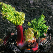 Rhubarb, Victoria Seeds (Rheum rhabarbarum) 25 Seeds (0.5 grams)