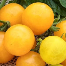 Tomato Seeds Heirloom Variety Dot's Little Yellow  (150 seeds or 0.5g) - Organic