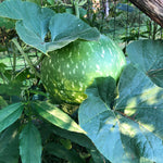 Bushel Basket Gourd Seeds (Lagenaria siceraria) 10 Seeds (5 g) - Huge Gourds for Crafts