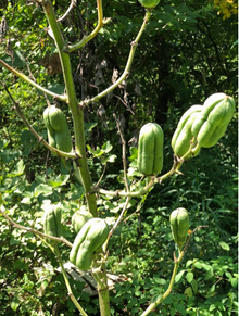 Yucca Seeds (Yucca filamentosa) 50 Seeds (0.5 Grams) - ORGANIC