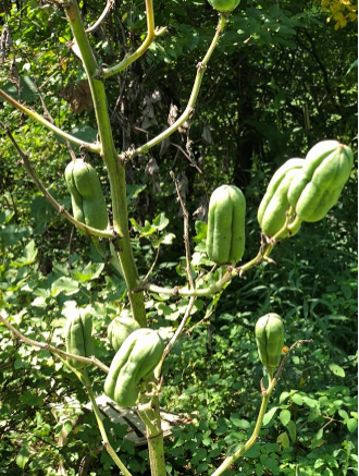 can you grow yucca from seed Yucca Seeds (Yucca filamentosa) 50 Seeds (0.5 Grams)