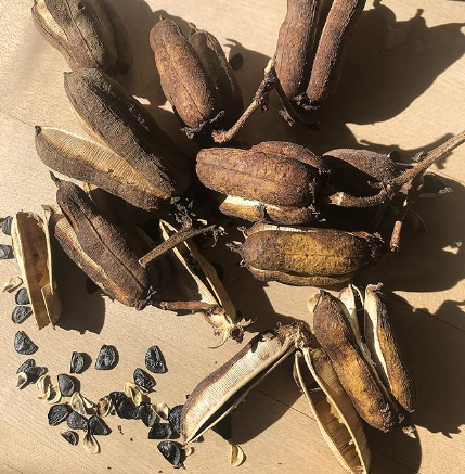 yucca plant seeds Yucca Seeds (Yucca filamentosa) 50 Seeds (0.5 Grams)