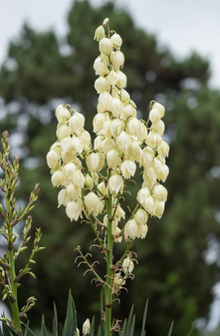 Yucca Seeds (Yucca filamentosa) 50 Seeds (0.5 Grams) - ORGANIC