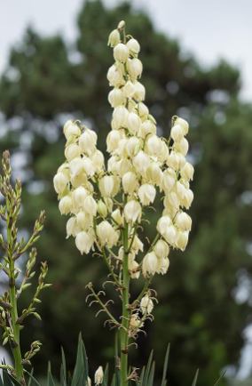 Yucca Seeds (Yucca filamentosa) 50 Seeds (0.5 Grams)