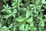 Organic Purslane Seeds (Portulaca oleracea) 1000 Seeds (1 Gram) - Common Purslane Herb Plant Seeds - Little Hogweed Seeds - Pursley Seeds