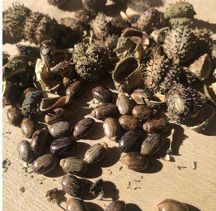 Castor Plant Seeds (Ricinus Communis) 10 Seeds (6 grams) - Mole Plant Castor Plant Seeds (Ricinus Communis) 10 Seeds (6 grams) - Mole Plant