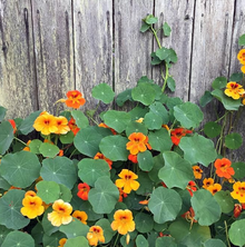 Nasturtium Plant - Live Plant -Tropaeolum majus, 3" Pot