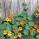 Nasturtium Plant - Live Plant -Tropaeolum majus, 3