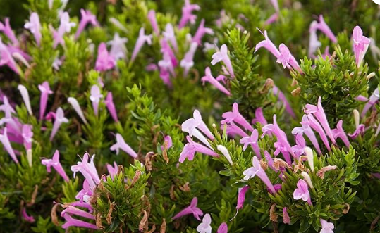 Mexican Oregano Plant (Poliomintha longiflora) Live Organic Herb Plant in 2.5 inch Pot