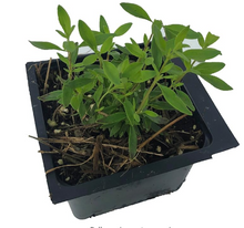 Mexican Oregano Plant (Poliomintha longiflora) Live Organic Herb Plant in 2.5 inch Pot