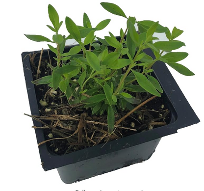 Mexican Oregano Plant (Poliomintha longiflora) Live Organic Herb Plant in 2.5 inch Pot