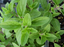 Italian Oregano (Origanum x majoricum) - Culinary Herb - Live Plant in 2.5 inch Pot | Organic