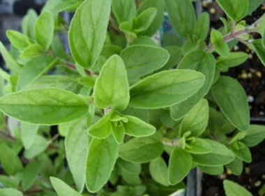 Italian Oregano - Culinary Herb - Live Plant | Organic