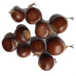 Chestnut tree seeds (Castanea sativa) 10 Seeds for Planting | Grow your own chestnut trees!