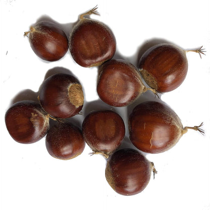plant chestnut from seed Chestnut (Castanea mollissima) Tree Seeds - 10 Seeds for Planting