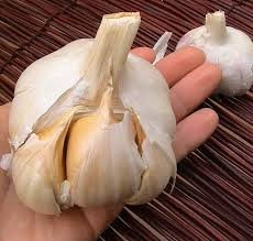 Elephant Garlic (Allium ampeloprasum var. ampeloprasum) 2 Huge Bulbs!