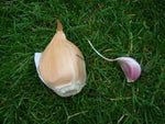 Elephant Garlic (Allium ampeloprasum var. ampeloprasum) 2 Huge Bulbs!