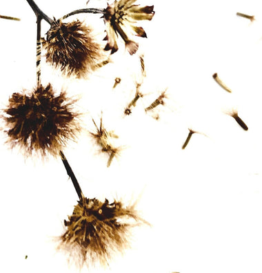 Iron Weed Seeds (Vernonia gigantea, Vernonia fasiculata) 100 Seeds (0.2 grams)