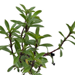 Winter Savory (Satureja montana) Live Plant 2.5 in pot