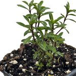 Winter Savory (Satureja montana) Live Plant 2.5 in pot