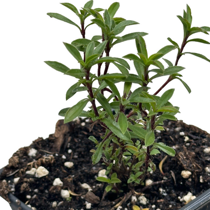 Winter Savory (Satureja montana) Live Plant in 2.5-inch pot