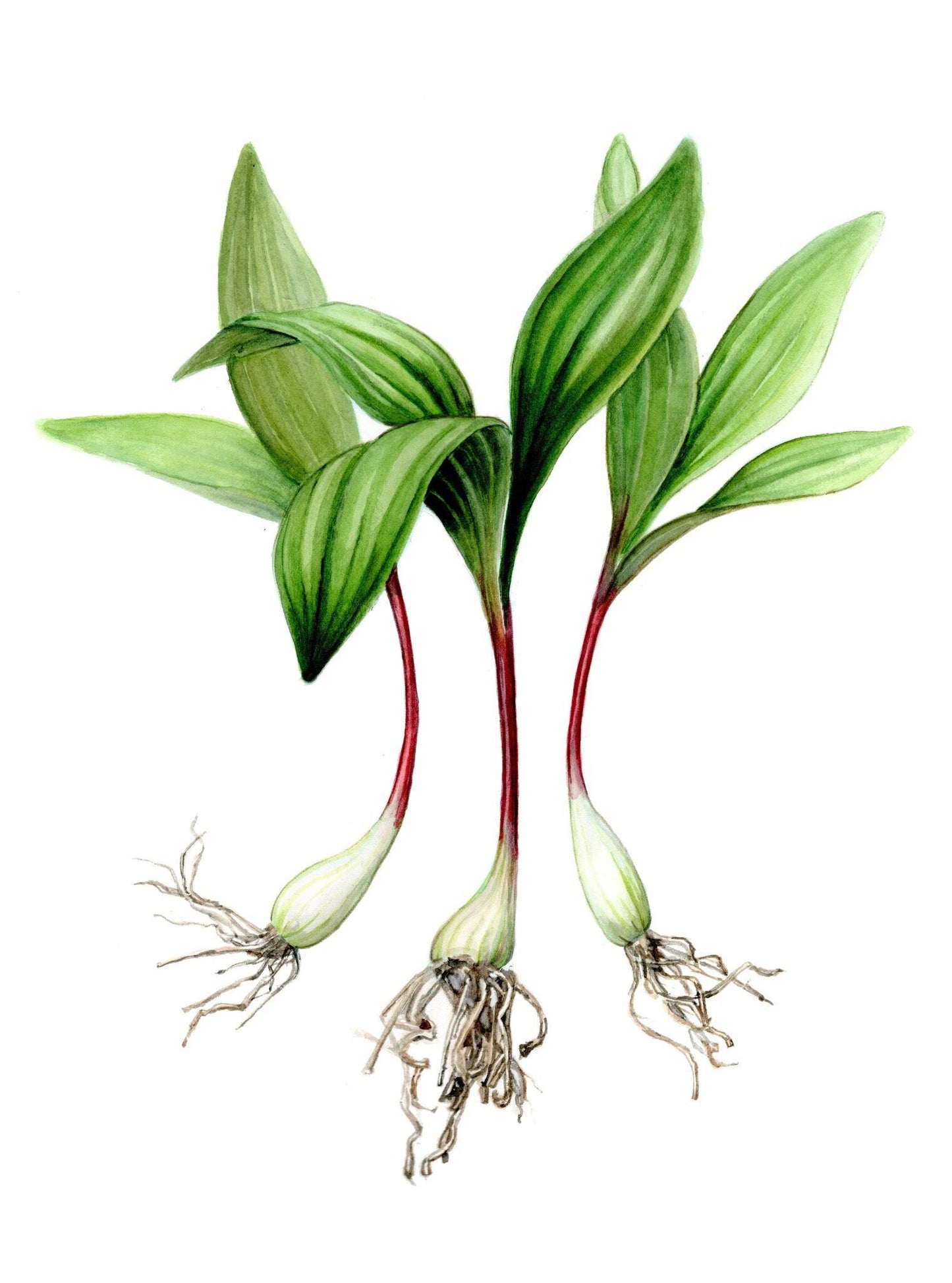 Ramp Jam - Wild Leek Jam 5 oz (142 oz) - An Appalachian Woodland Delight