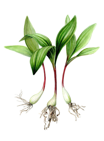 Ramp Jam - Wild Leek Jam 5 oz (142 oz) - An Appalachian Woodland Delight