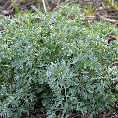 Wormwood Plant in 2.5-inch Pot - Artemisia absinthium - Organic