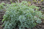 Wormwood Plant in 3" Pot - Artemisia Absinthium | ORGANIC